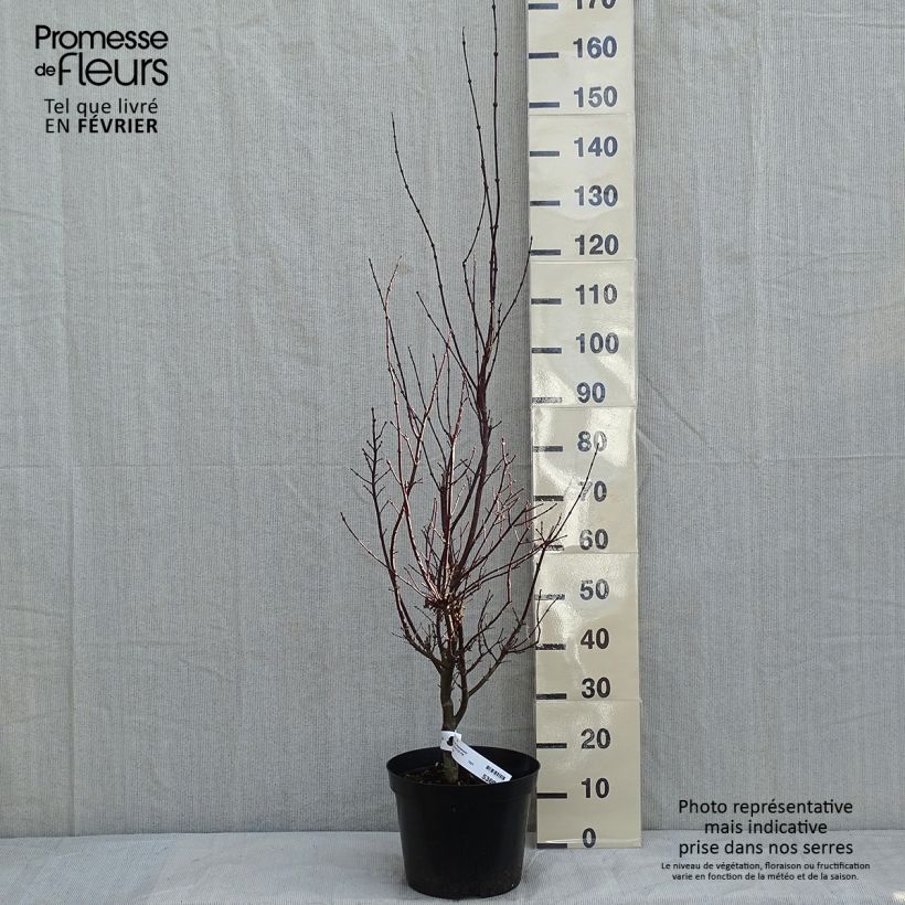 Spécimen de Érable du Japon - Acer palmatum Atropurpureum Pot de 4L/5L tel que livré en hiver
