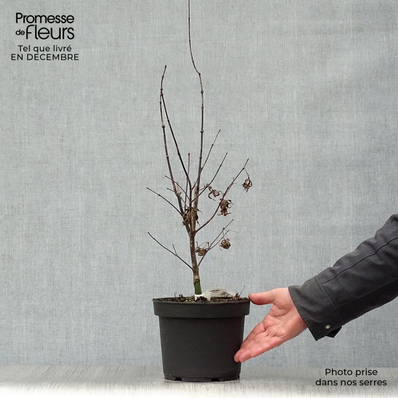 Spécimen de Érable du Japon - Acer palmatum Bloodgood Pot de 3L/4L tel que livré en hiver