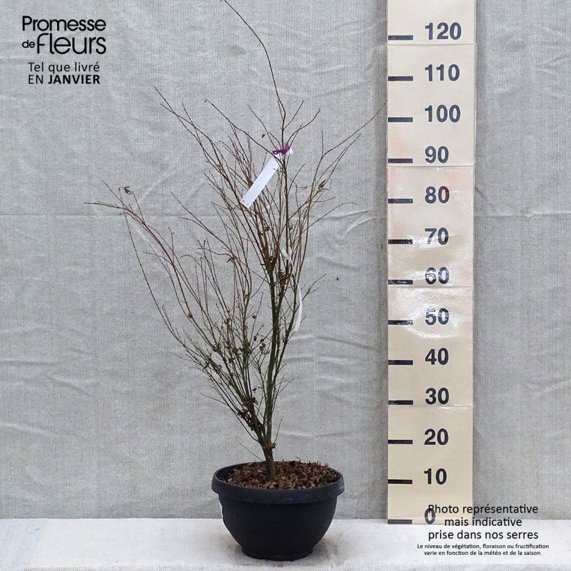 Spécimen de Érable du Japon - Acer palmatum Butterfly Pot de 7,5L/10L tel que livré en hiver