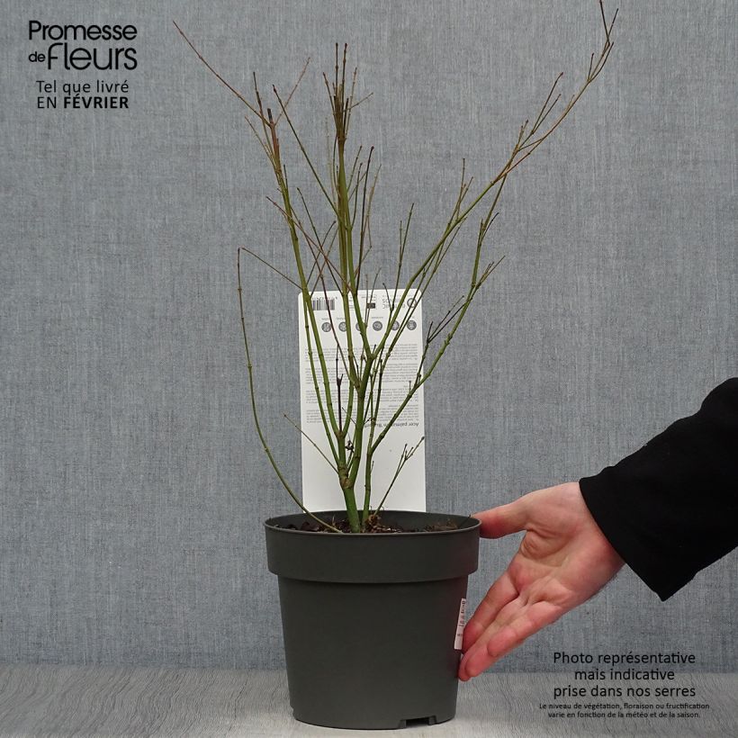 Spécimen de Érable du Japon - Acer palmatum Butterfly Pot de 2L/3L tel que livré en hiver