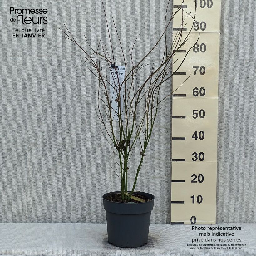 Spécimen de Érable du Japon - Acer palmatum Butterfly Pot de 4L/5L tel que livré en hiver