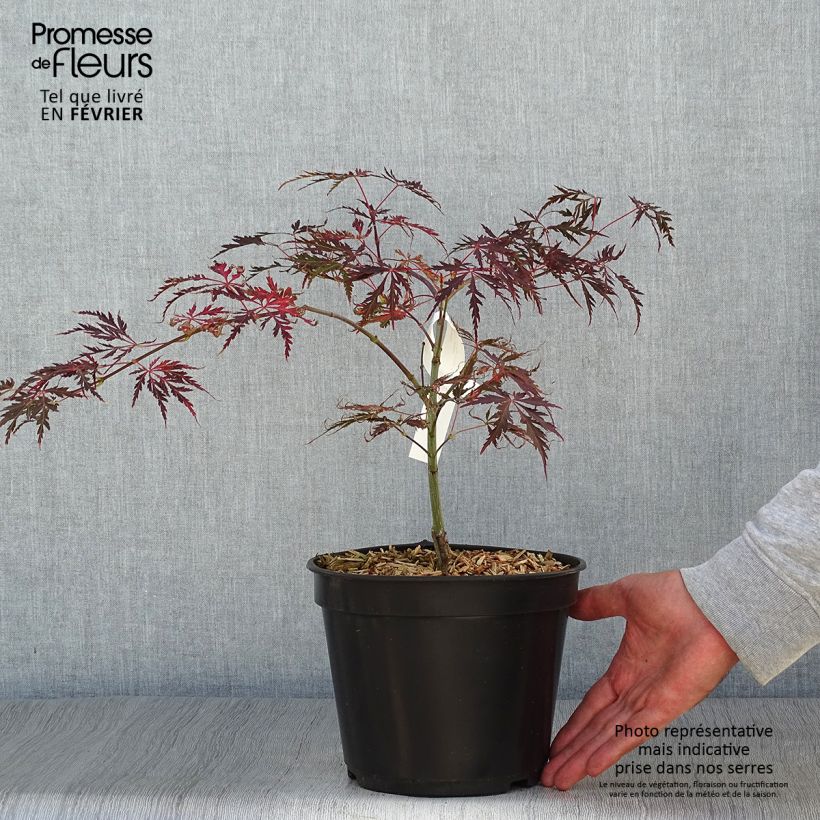 Spécimen de Érable du Japon - Acer palmatum Crimson Queen Pot de 2L/3L tel que livré en automne