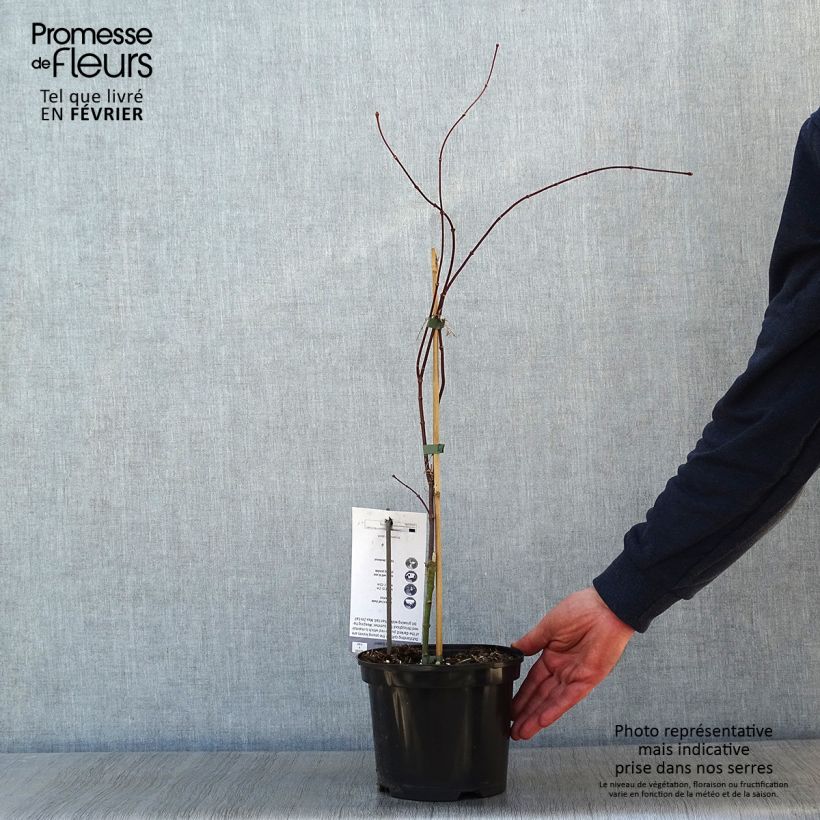 Spécimen de Érable du Japon - Acer palmatum Crimson Queen Pot de 2L/3L tel que livré en hiver