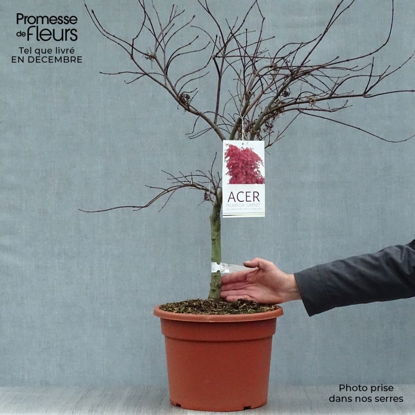 Spécimen de Érable du Japon - Acer palmatum Dissectum Garnet Pot de 6L/7L tel que livré en hiver