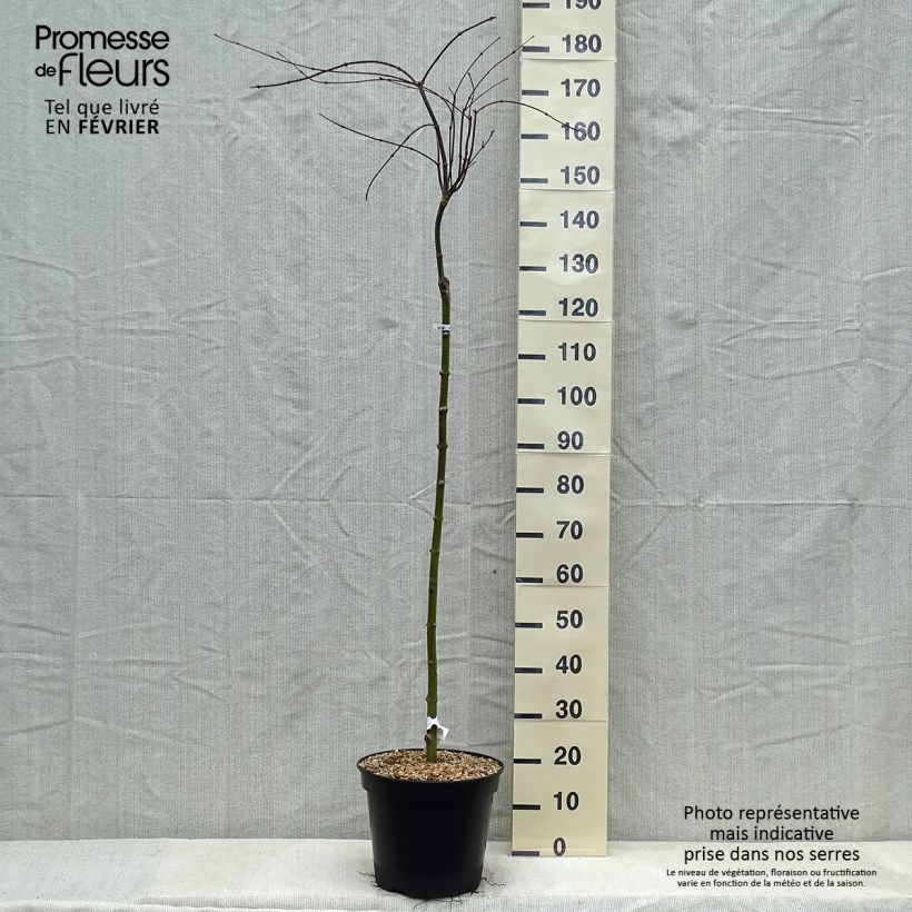 Spécimen de Érable du Japon - Acer palmatum Dissectum Tamukeyama Pot de 7,5L/10L tel que livré en hiver