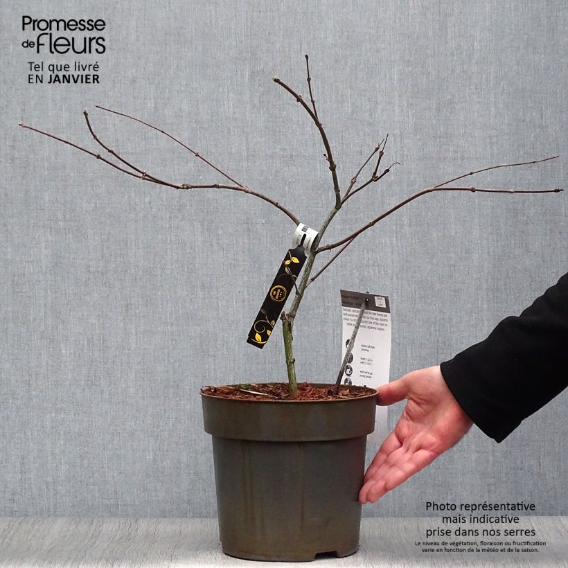 Spécimen de Érable du Japon - Acer palmatum Dissectum Tamukeyama Pot de 4L/5L tel que livré en hiver