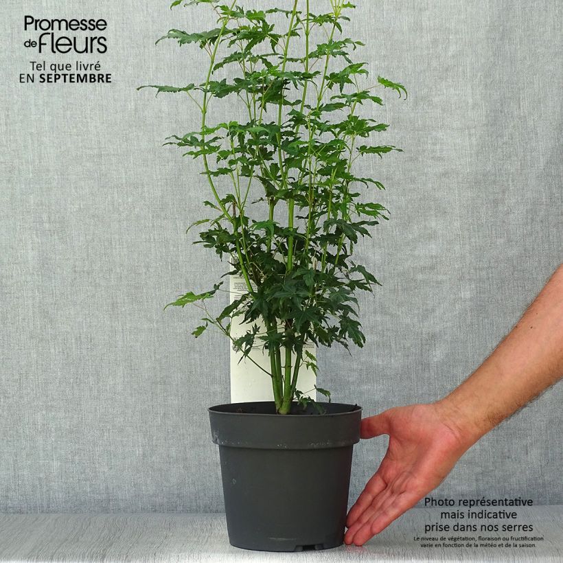 Spécimen de Érable du Japon - Acer palmatum Going Green Pot de 3L/4L tel que livré en automne