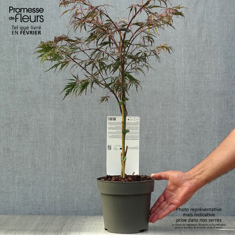 Spécimen de Erable du Japon - Acer palmatum Inaba-Shidare Pot de 3L/4L tel que livré en automne