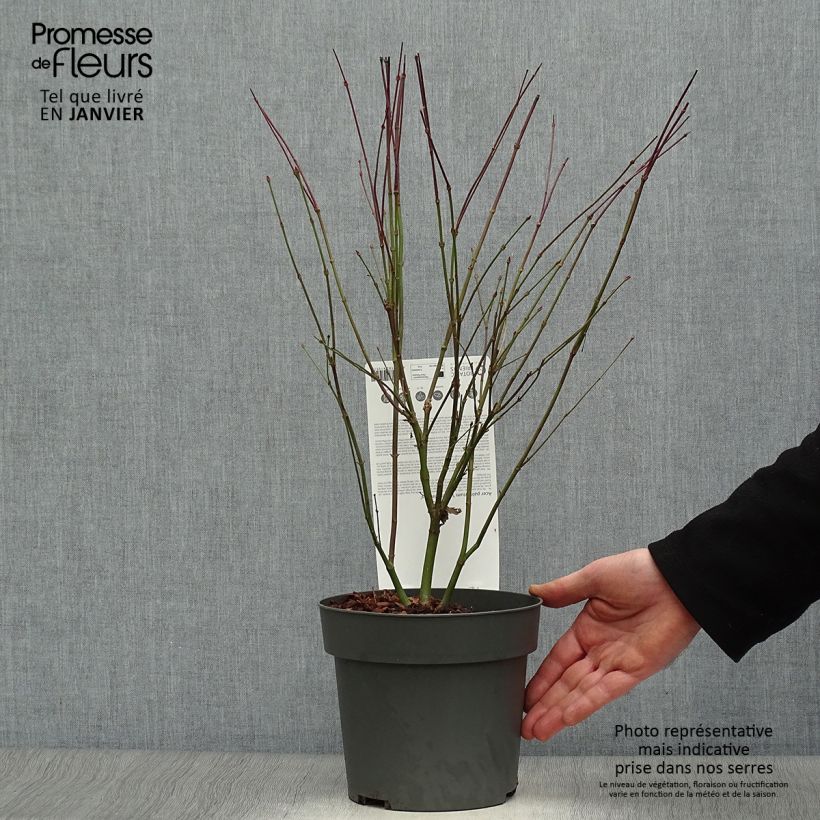 Spécimen de Érable du Japon - Acer palmatum Little Princess Pot de 2L/3L tel que livré en hiver
