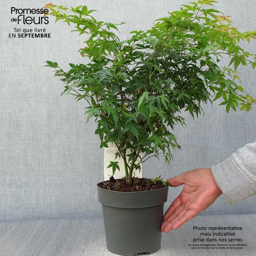 Spécimen de Érable du Japon - Acer palmatum Little Princess Pot de 2L/3L tel que livré en automne