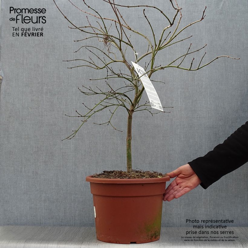 Spécimen de Érable du Japon - Acer palmatum Osakazuki Pot de 3L/4L tel que livré en hiver