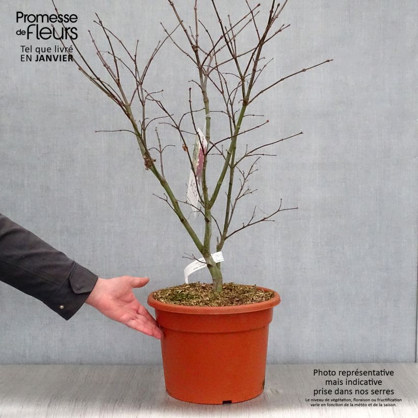 Spécimen de Érable du Japon - Acer palmatum Osakazuki Pot de 7,5L/10L tel que livré en hiver