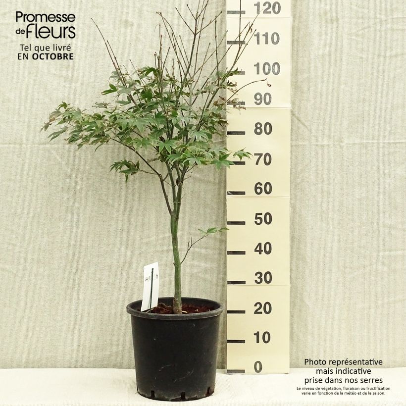 Spécimen de Érable du Japon - Acer palmatum Osakazuki Pot de 7,5L/10L tel que livré en automne