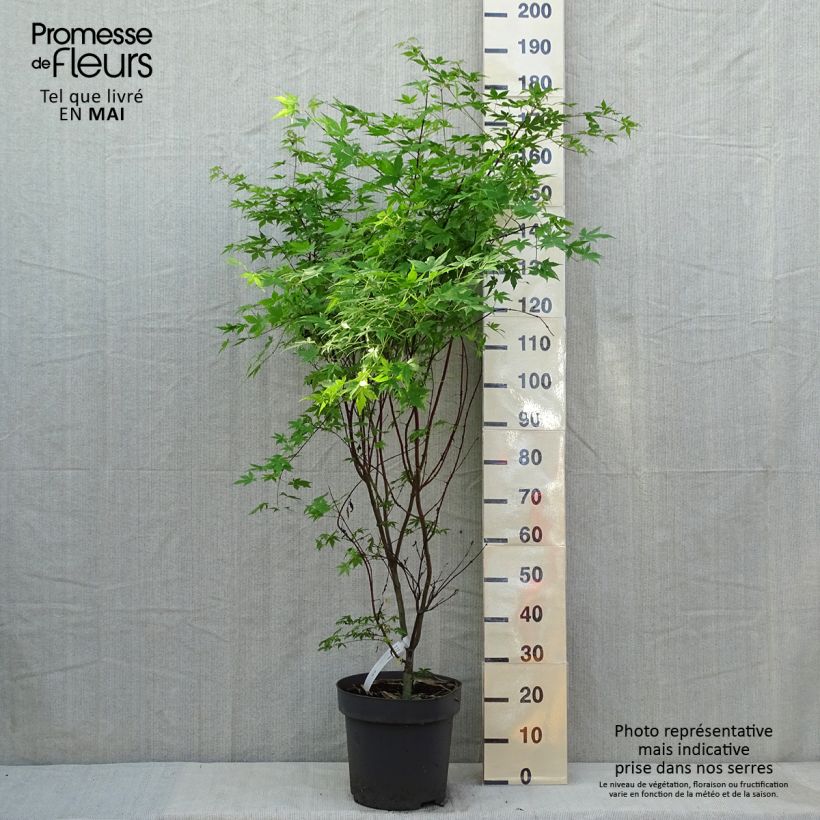 Spécimen de Érable du Japon - Acer palmatum Osakazuki Pot de 7,5L/10L tel que livré au printemps