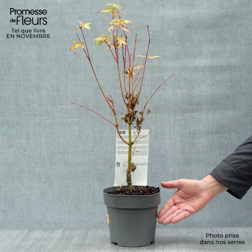 Spécimen de Erable du Japon - Acer palmatum Sangokaku (Senkaki) Pot de 2L/3L tel que livré en automne