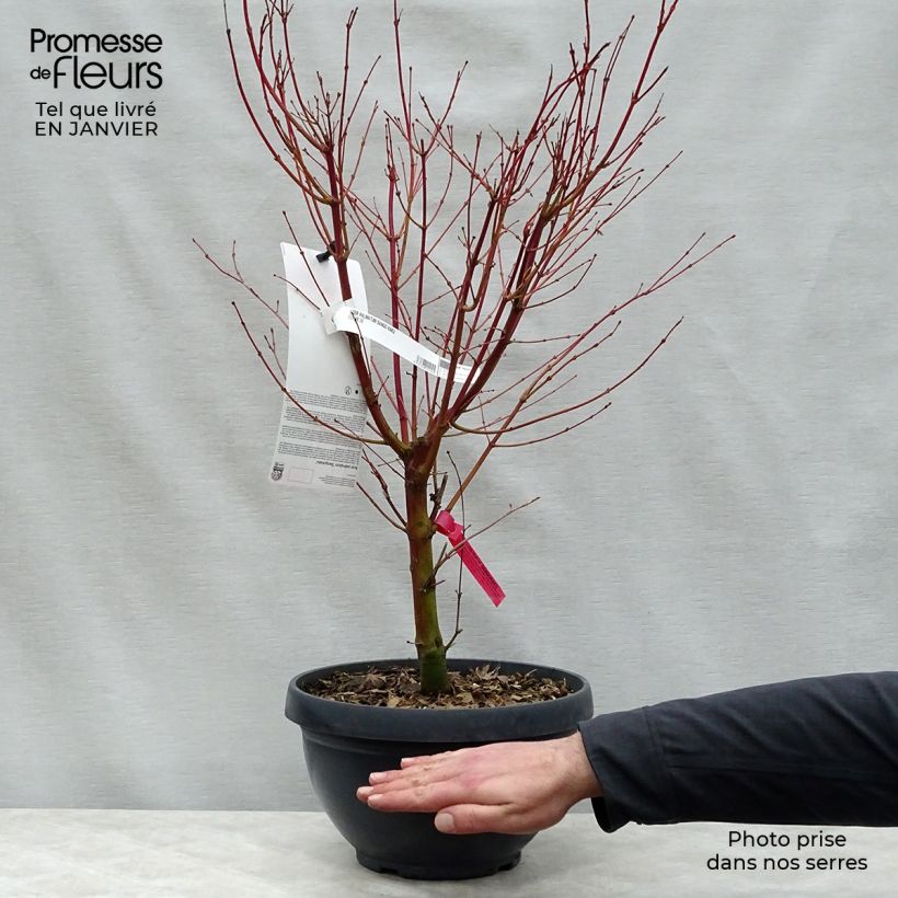 Spécimen de Erable du Japon - Acer palmatum Sangokaku (Senkaki) Pot de 6L/7L tel que livré en hiver