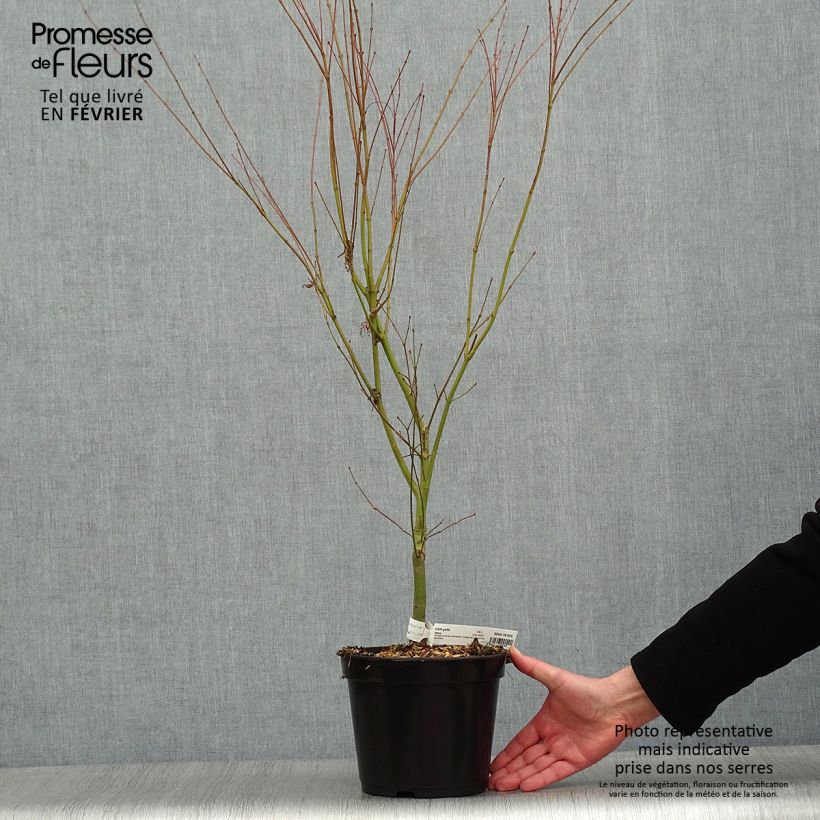 Spécimen de Érable du Japon - Acer palmatum Seiryu Pot de 3L/4L tel que livré en hiver