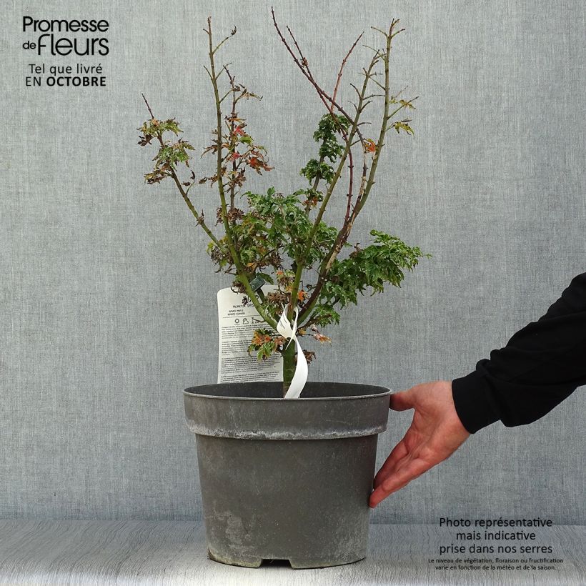 Spécimen de Érable du Japon - Acer palmatum Shishigashira Pot de 7,5L/10L tel que livré en automne