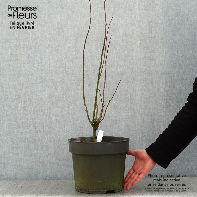 Spécimen de Érable du Japon - Acer palmatum Shishigashira Pot de 7,5L/10L tel que livré en hiver