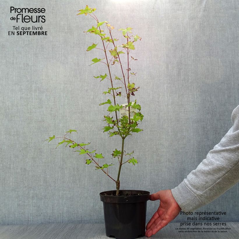 Spécimen de Erable du Japon - Acer palmatum Summer Gold Pot de 3L/4L tel que livré en automne