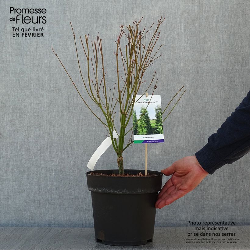 Spécimen de Erable du Japon - Acer palmatum Tsukasa Silhouette Pot de 6L/7L tel que livré en hiver
