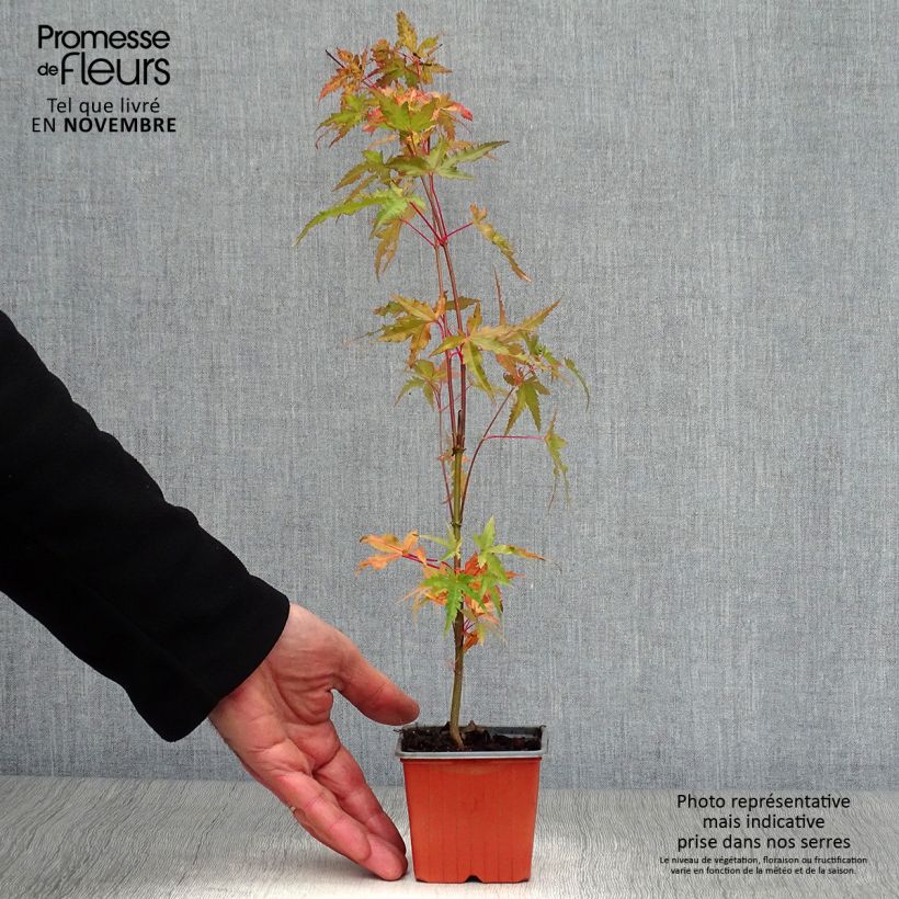 Spécimen de Érable du Japon - Acer palmatum Godet de 8/9 cm tel que livré en automne
