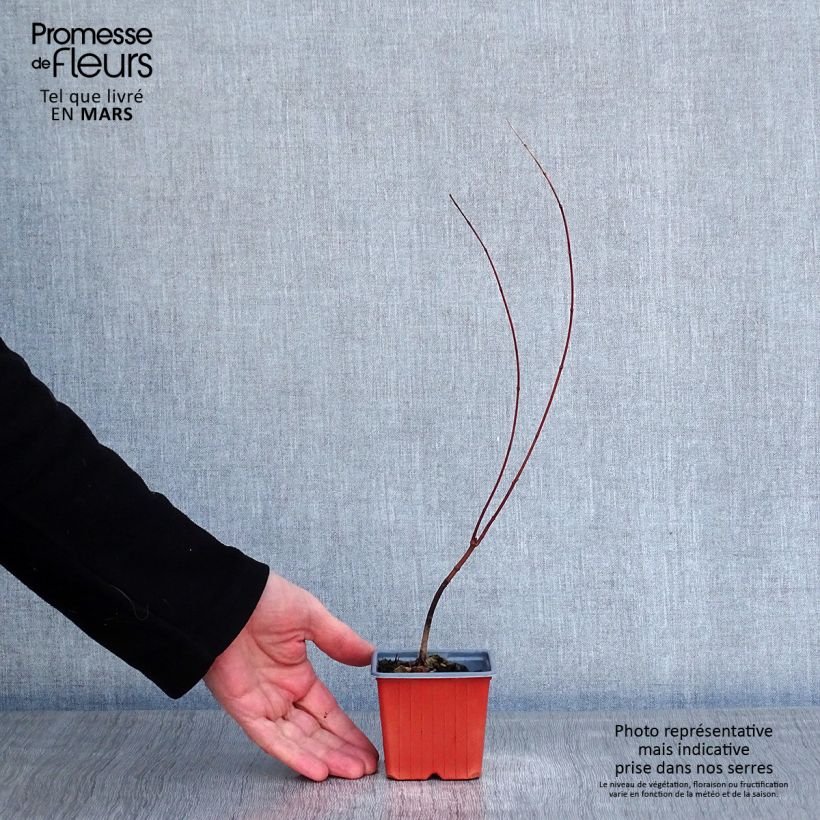 Spécimen de Érable du Japon - Acer palmatum Godet de 8/9 cm tel que livré en hiver