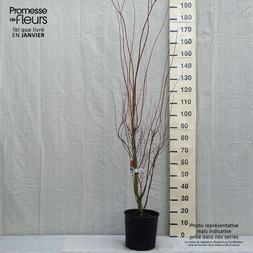 Spécimen de Érable du Japon - Acer palmatum Pot de 7,5L/10L tel que livré en hiver