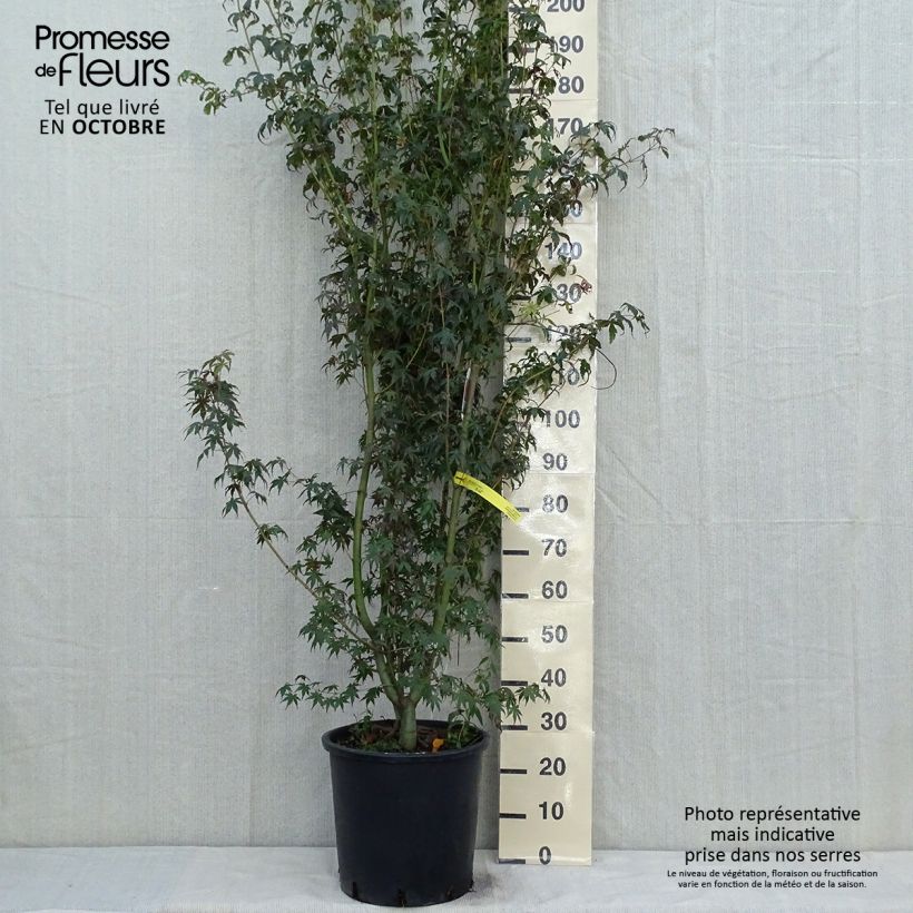 Spécimen de Érable du Japon - Acer palmatum Pot de 20L/25L tel que livré en automne