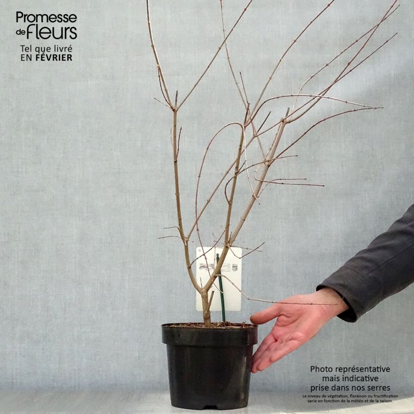 Spécimen de Érable du Japon - Acer palmatum Pot de 3L/4L tel que livré en hiver