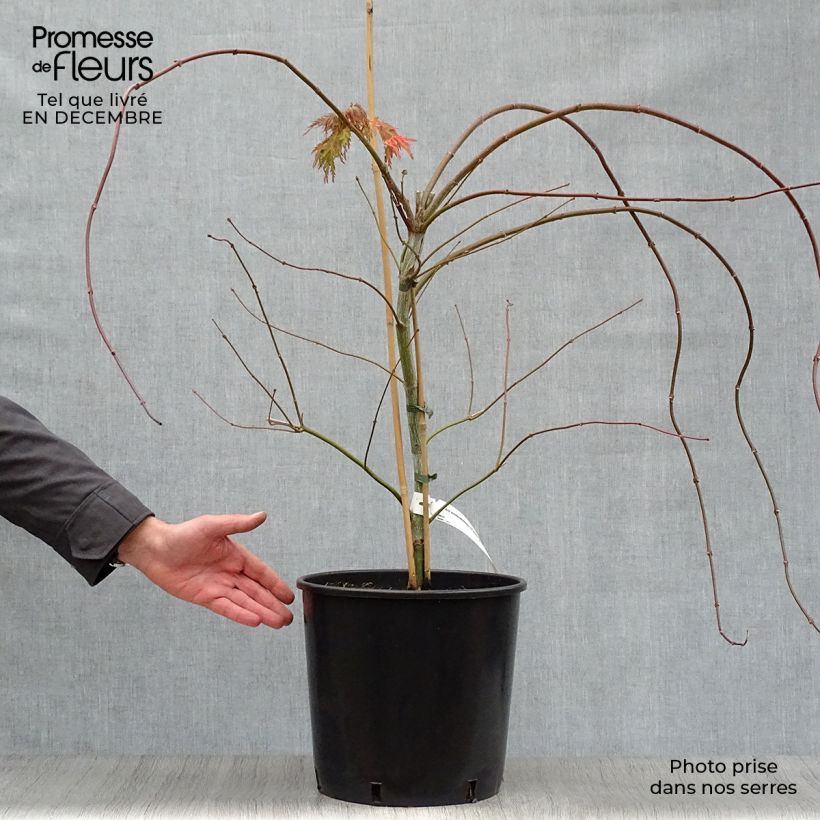 Spécimen de Erable du Japon - Acer pseudosieboldianum Ice dragon Pot de 12L/15L tel que livré en hiver