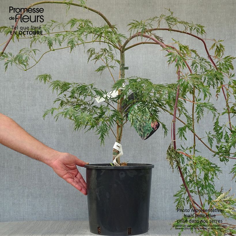 Spécimen de Erable du Japon - Acer pseudosieboldianum Ice dragon Pot de 12L/15L tel que livré en automne