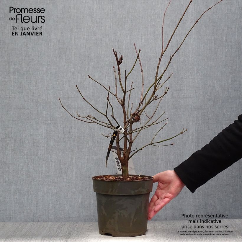 Spécimen de Érable du Japon - Acer shirasawanum Autumn Moon Pot de 7,5L/10L tel que livré en hiver