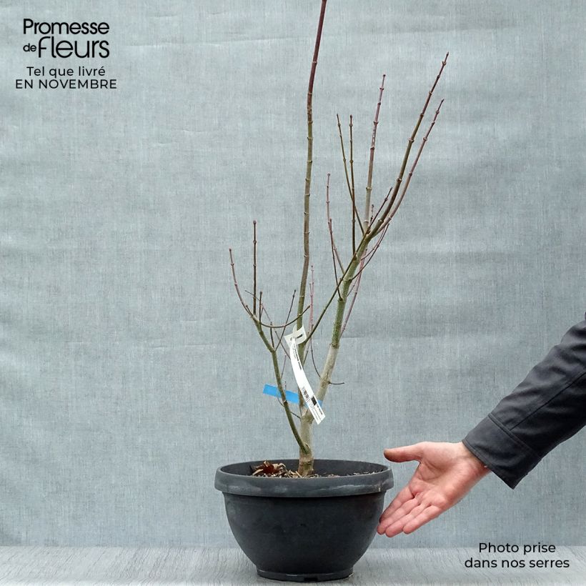 Spécimen de Erable du Japon - Acer shirasawanum Jordan Coupe 7,5L / 10L tel que livré en automne
