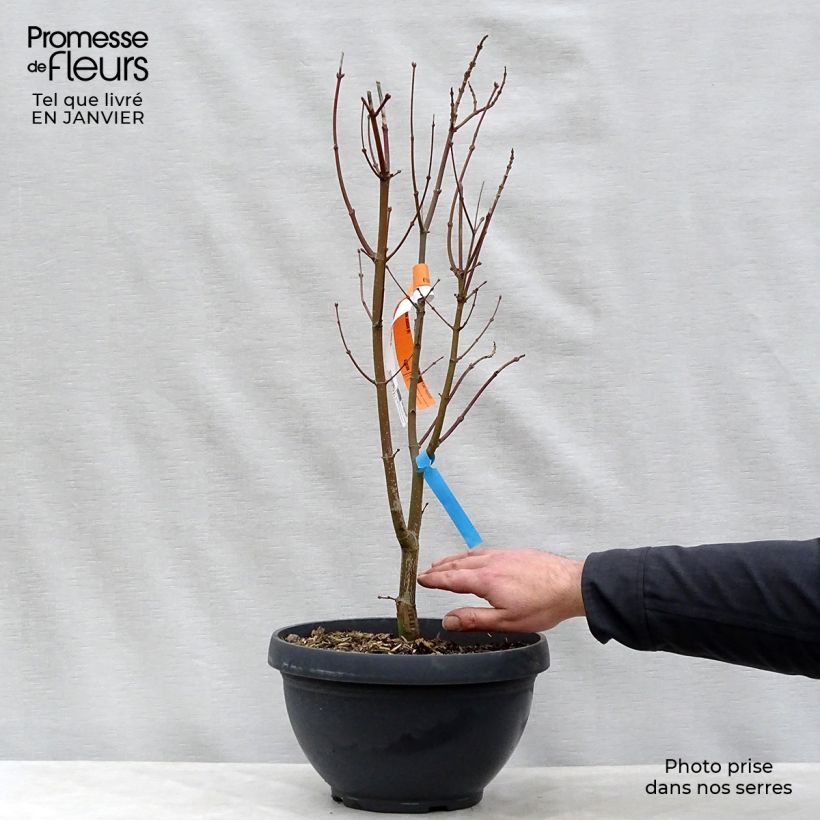 Spécimen de Erable du Japon - Acer shirasawanum Jordan Coupe 7,5L / 10L tel que livré en hiver