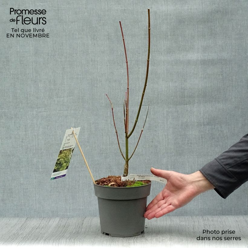 Spécimen de Erable du Japon - Acer shirasawanum Jordan Pot de 2L/3L tel que livré en automne