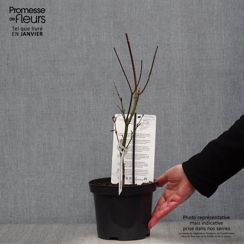 Spécimen de Erable du Japon - Acer shirasawanum Jordan Pot de 2L/3L tel que livré en hiver