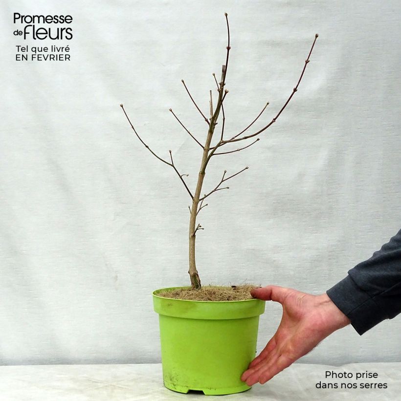 Spécimen de Erable du Japon - Acer shirasawanum Moonrise Pot de 6L/7L tel que livré en hiver