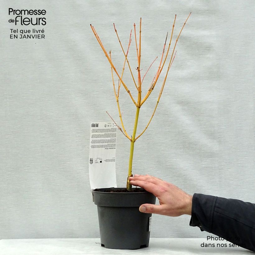 Spécimen de Érable du Japon Bi Hoo - Acer palmatum Pot de 2L/3L tel que livré en hiver