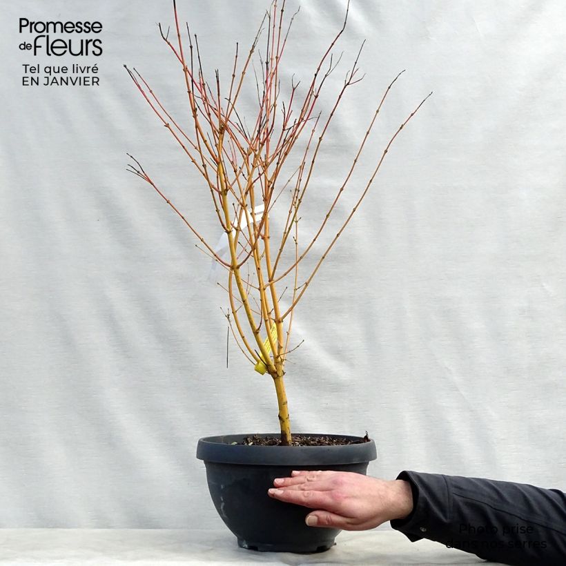 Spécimen de Érable du Japon Bi Hoo - Acer palmatum Coupe 7,5L / 10L tel que livré en hiver