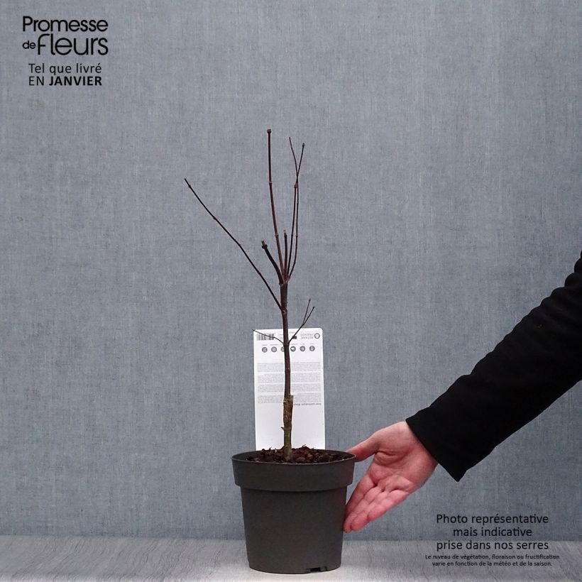 Spécimen de Érable du Japon Black Lace - Acer palmatum Pot de 2L/3L tel que livré en hiver