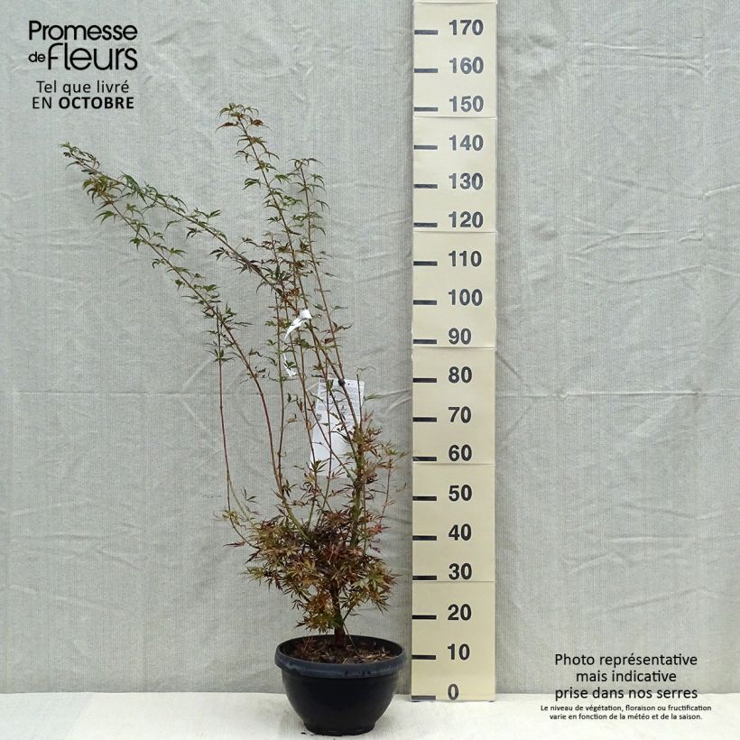 Spécimen de Érable du Japon Jerre Schwartz - Acer palmatum Coupe 7,5L / 10L tel que livré en automne