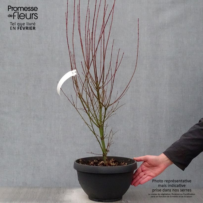 Spécimen de Érable du Japon Jerre Schwartz - Acer palmatum Coupe 7,5L / 10L tel que livré en hiver