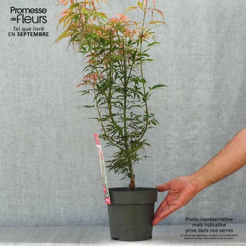 Spécimen de Érable du Japon Jerre Schwartz - Acer palmatum Pot de 2L/3L tel que livré en automne