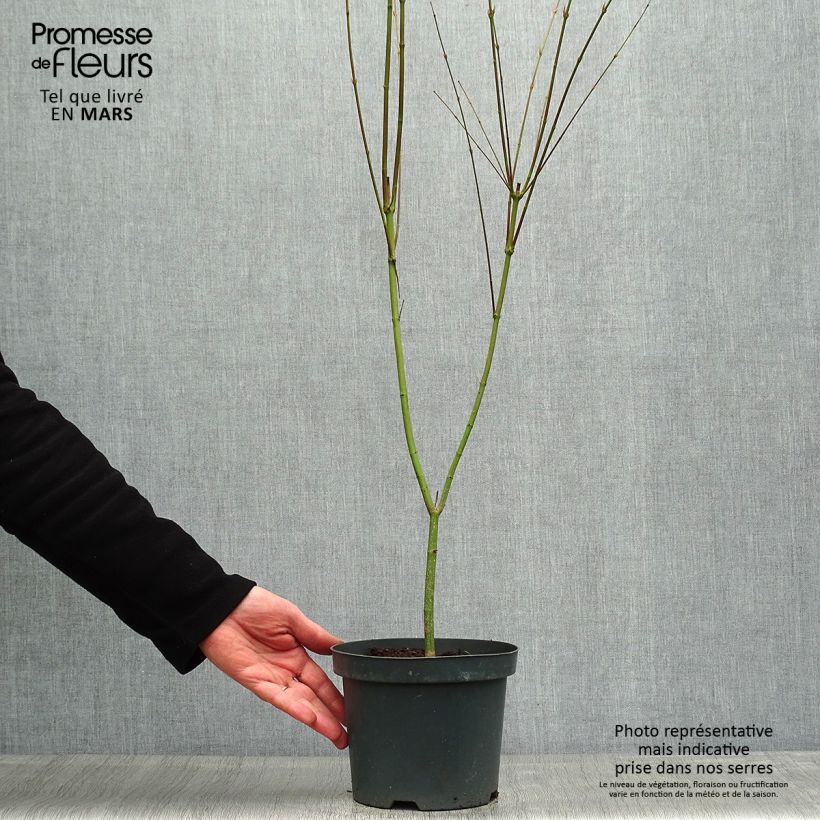 Spécimen de Érable du Japon Phoenix - Acer palmatum Pot de 2L/3L tel que livré au printemps