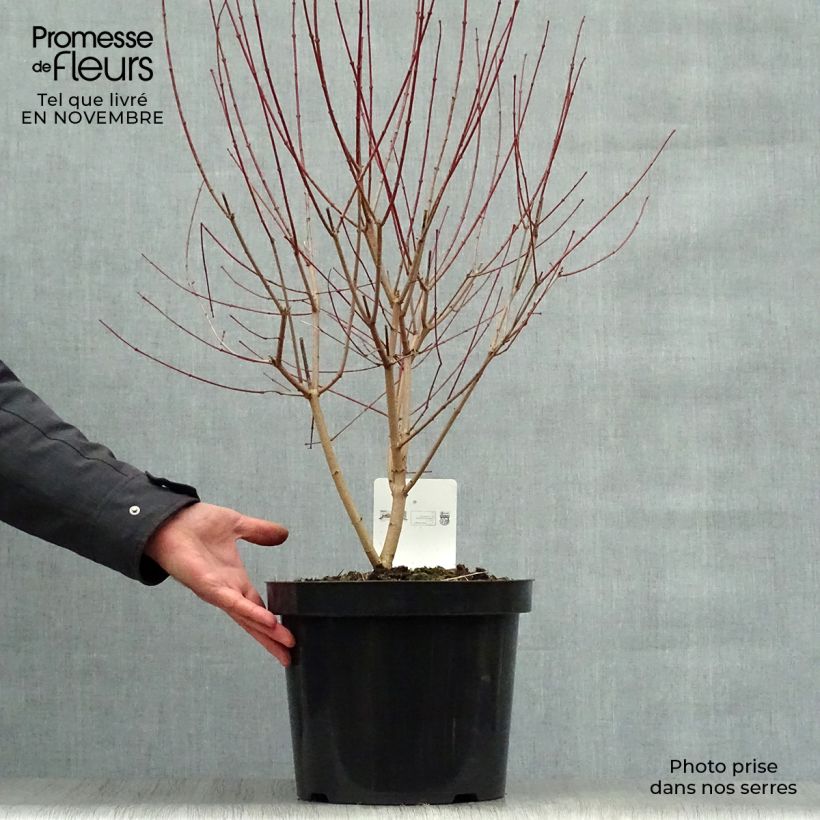 Spécimen de Erable du fleuve Amour - Acer ginnala Bailey Compact Pot de 7,5L/10L tel que livré en automne