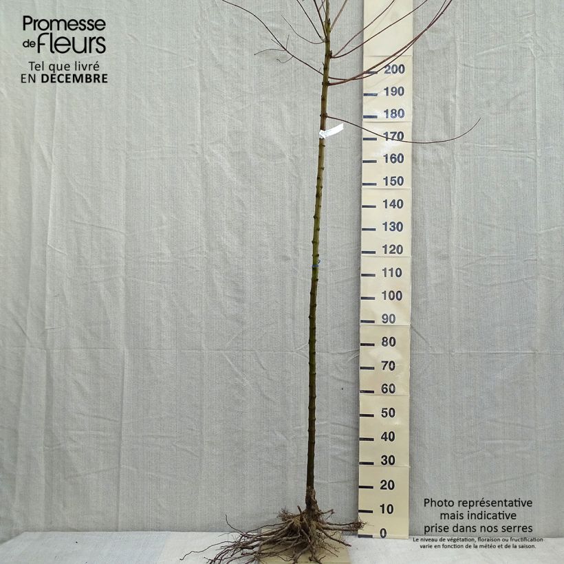 Spécimen de Érable du fleuve Amour - Acer ginnala Racines nues, Tige 6/8 tel que livré en hiver