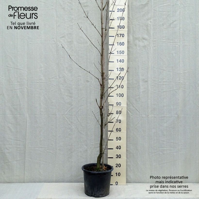 Spécimen de Erable plane - Acer platanoides Drummondii Pot de 12L/15L, Baliveau tel que livré en automne