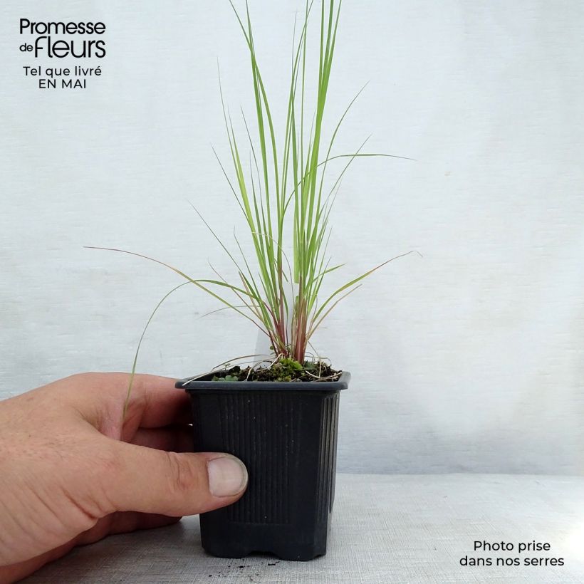 Spécimen de Eragrostis curvula - Herbe d'amour Godet de 8/9 cm tel que livré au printemps