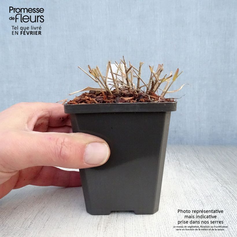 Spécimen de Eragrostis spectabilis - Herbe d'amour Godet de 8/9 cm tel que livré en hiver